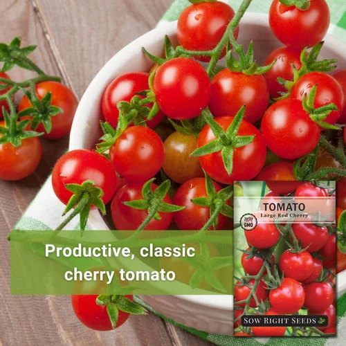 Miniatura 3 de Sow Right Seeds - Semillas grandes de tomate cereza roja para plantar - Paquete de reliquia sin OMG con instrucciones para plantar un huerto casero