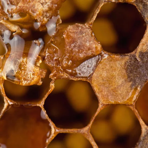 Miniatura 6 de Herb Pharm Extracto de hierbas líquido de propóleos: Apoyo inmunológico de propóleos Propóleo de abeja para el bienestar Extracto líquido