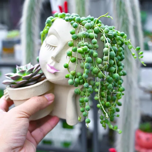 Miniatura 6 de Cadena de perlas (10 cm), plantas suculentas vivas, plantas suculentas completamente enraizadas en macetas con tierra, planta de interior de fácil