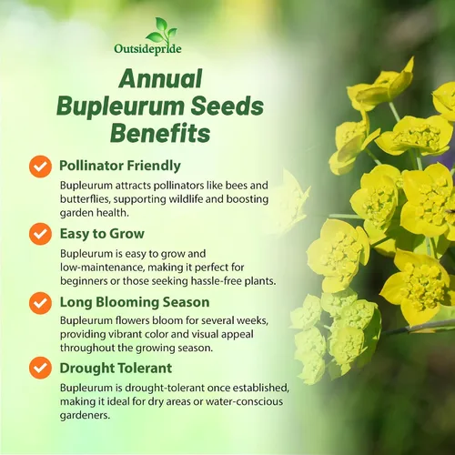 Miniatura 3 de Outsidepride Hare's Ear Bupleurum Seeds – 2000 unidades. Semillas anuales, tolerantes a la sequía y de bajo mantenimiento, semillas de flores