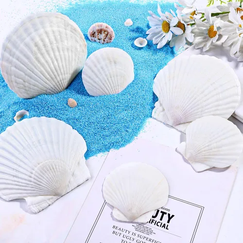 Miniatura 9 de YUJUN 18 conchas de vieira naturales grandes, de 2 a 3 pulgadas, 4 a 5 pulgadas, conchas marinas blancas a granel para manualidades, pintura