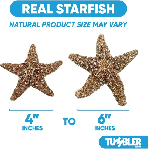 Miniatura 2 de Tumbler Home Decoración real de estrella de mar, 2 unidades, estrellas de mar grandes de 4 a 6 pulgadas para manualidades, decoración de casa