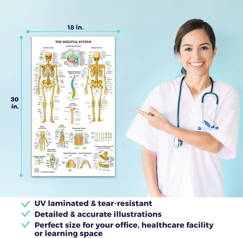 Miniatura 5 de 11 pósteres de anatomía humana - Carteles médicos, esqueléticos, masculinos femeninos, musculares, circulatorios, linfáticos, reproductivos