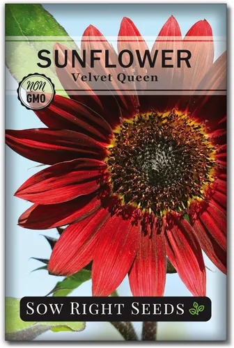 Miniatura 6 de Sow Right Seeds - Semillas de girasol Velvet Queen para plantar - Cultiva girasoles gigantes al aire libre en tu jardín - Paquete de reliquia sin