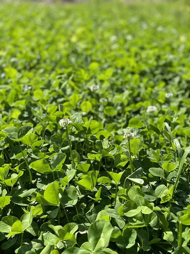 Miniatura 4 de Hale Habitat & Seed Ladino White Clover - Semilla de parcela de alimentos, 5 libras, perenne