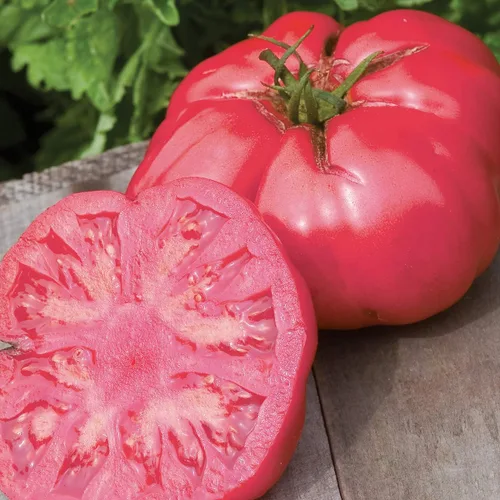 Miniatura 8 de Burpee 'Big Rainbow' Heirloom, Tomate Grande Beefsteak para Rebanar, 100 Semillas Sin OGM
