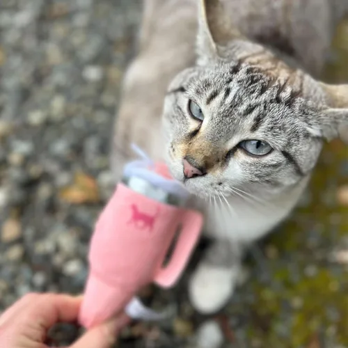 Miniatura 7 de PUPROAR Kitty Cup Juguete de Hierba Gatera - Juguete de Regalo para Gatos de Navidad y Cumpleaños con Hierba Gatera y Crujido, Divertido Relleno