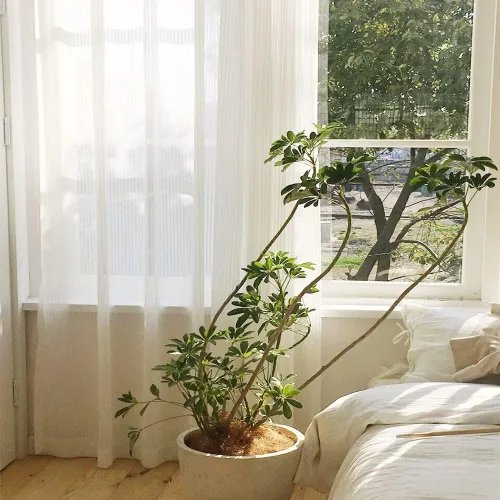 Miniatura 5 de LETAU Cortinas plisadas blancas traslúcidas de 84 pulgadas de largo, paneles de cortinas traslúcidas para ventana, 84 pulgadas de ancho x 84