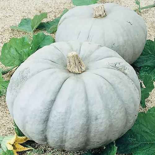 Miniatura 4 de Jarrahdale - Semillas grandes de calabaza azul, de 6 a 10 libras, una de las calabazas más interesantes y decorativas, así como deliciosas