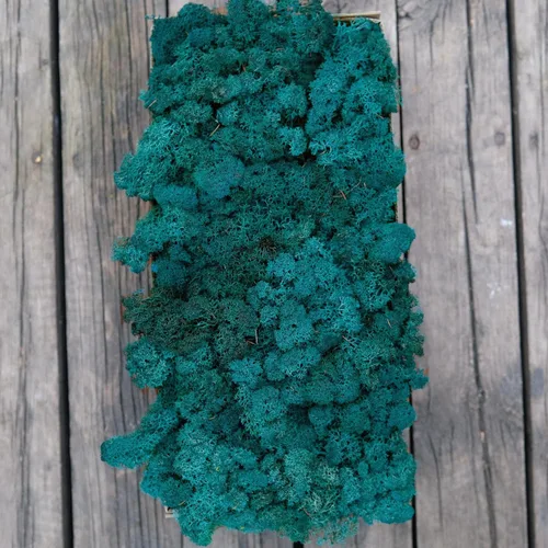 Miniatura 54 de Musgo de Reno Preservado Verde Natural Kit de Bricolaje Arte de Jardinería Decoración de Pared Decoración de Floristería Decoración de Mesa
