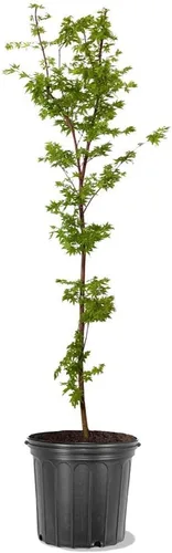 Miniatura 9 de El arce verde japonés Sango Kaku, arce de corteza de coral, tolerante a la sequía, hojas verdes, 1 gal. maceta de cultivo