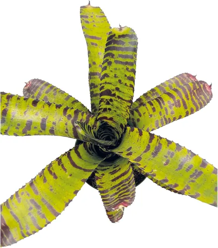Miniatura 4 de ragnaroc Plantas Vivas – Bromelia Neoregelia Dragon, 8-12" en Maceta de 6" - 1ct - Llegada Viva Garantizada - Plantas de Casa para Decoración