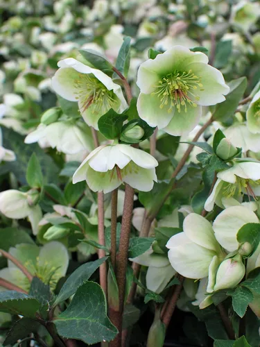 Perennial Farm Marketplace Helleborus Frostkiss® Molly's White (rosa ententense) - Envase perenne vivo, tamaño #1, flores blancas de invierno a