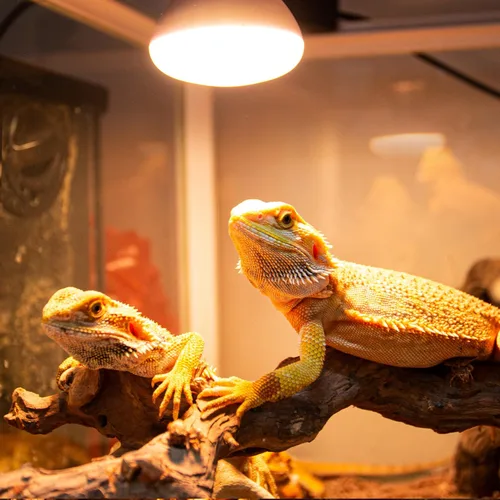 Miniatura 8 de REPTI ZOO Lámpara de calor para reptiles, paquete de 2 lámparas de 50 W para reptiles UVA luz diurna lámpara de calefacción bombilla bombilla luz