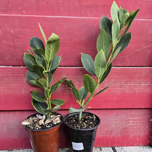 Miniatura 10 de Hoja de laurel mediterránea, planta viva de laurel de laurel. Variedad estándar - Laurus Nobilis. Planta viva. Fragante, fresca, comestible. Lo