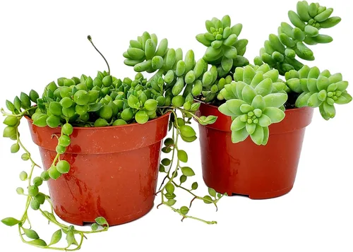 Miniatura 20 de Cadena de perlas (Senecio Rowleyanus) - Plantas vivas rastreras totalmente enraizadas y en floración - Rara planta de interior para decoración