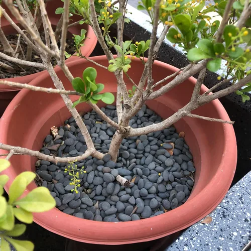 Miniatura 7 de Black Rock, CJGQ - Piedras de río de 3 libras para plantas suculentas, rocas decorativas para jardines de paisajismo al aire libre, piedras