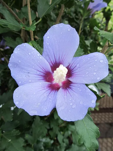 Miniatura 2 de Ganadores probados - Hibiscus syriacus Azurri Blue Satin (Rosa de Sharon) Arbusto, azul con flores rojas, #3 - Contenedor