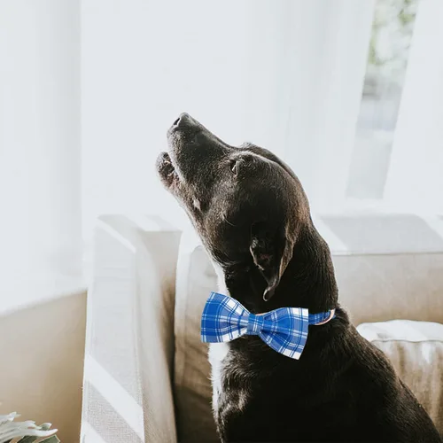 Miniatura 6 de Lionheart glory Collar de perro, Collar de perro para niños con corbatín azul ajustable, Collar con corbata para perros grandes Bandera