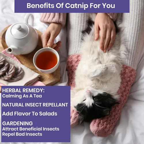 Miniatura 4 de NatureZ Edge Semillas de Catnip para plantar, más de 2200 semillas de hierbas, para cultivar en interior o exterior, semillas de Catnip, a tu gato