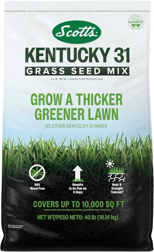 Miniatura 14 de Scotts Mezcla de semillas de césped Kentucky 31 para césped nuevo o sobresiembra, crece más gruesa y verde en comparación con otras mezclas Kentucky