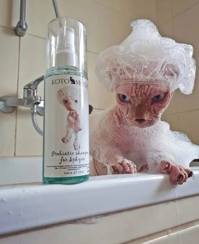 Miniatura 3 de Kit de champú probiótico + dispensador de espuma para gatos Sphynx, limpiador suave sin perfume con pH equilibrado para razas sin pelo y pelo corto