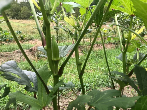 Miniatura 2 de Organic Marketmore 76 Semillas de pepino (Cucumis sativus) 100 semillas (0.11 onzas) - Semillas de pepino para plantar por Smoke Camp Crafts