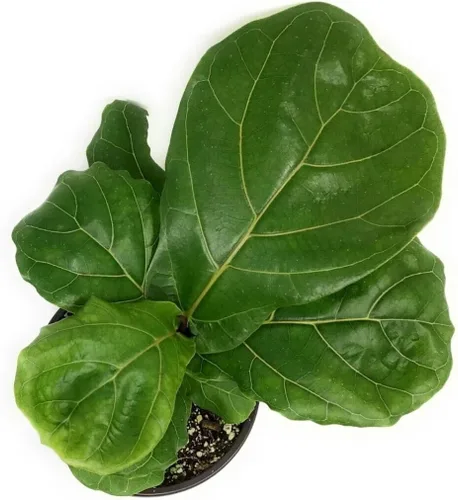 Miniatura 11 de Ficus Tree - Paquete de 5 plantas de inicio en macetas de 2 pulgadas, variedad de variedades, impresionante planta interior de fácil cuidado