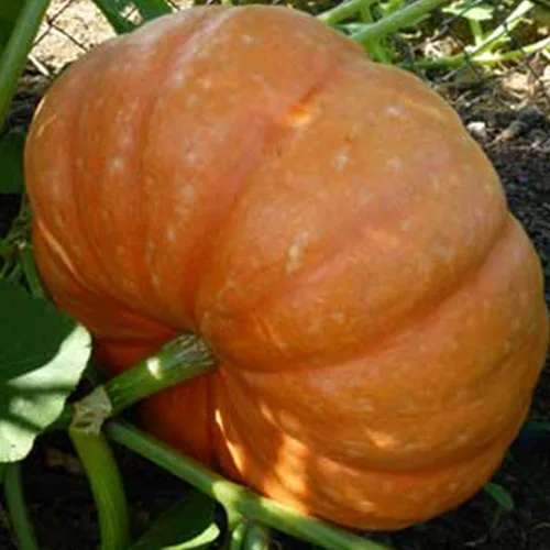 Calabaza naranja Hopi orgánica, 0.07 onzas ~ 10 semillas, orgánica, reliquia, polinizada abierta, sin OMG, semillas de jardinería agrícola y