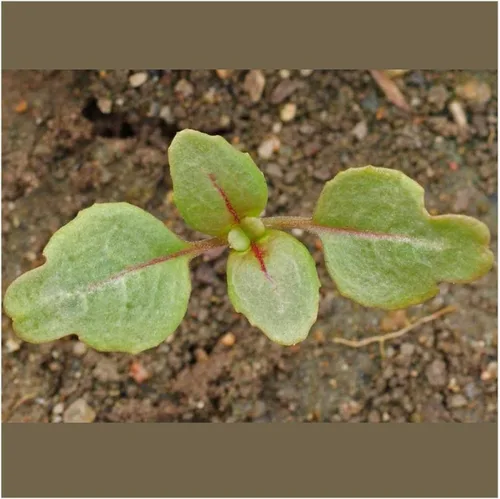 Miniatura 3 de Everwilde Farms - Semillas de flores silvestres nativas de Clarkia de 1 onza - Gold Vault