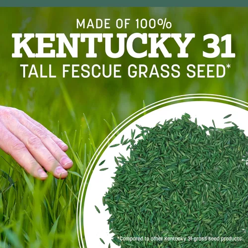 Miniatura 6 de Pennington Kentucky 31 Semilla de Césped Festuca Alta Penkoted 7 lb