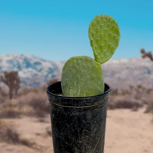 Cactus Outlet - Plantas de cactus nopal vivas - Plantas de cactus vivas - Plantas de cactus nopal vivas - Planta de tuna viva - Plantas de cactus