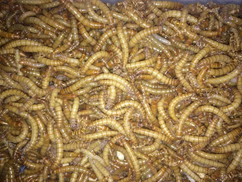 Miniatura 3 de BASSETT'S CRICKET RANCH 500ct gusanos de harina Vivos Reptil, Pájaro, Comida para Pescados