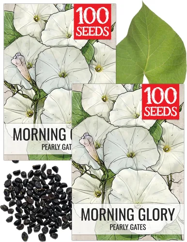 Miniatura 20 de Seed Needs Milky Way Morning Glory - Semillas para plantar enredaderas con flores, reliquia y escaladores polinizados abiertos para crear una cerca