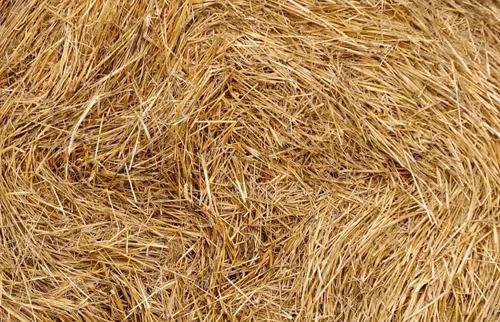 Pajita de trigo orgánica, paja de trigo 100% natural, ideal para jardinería, decoración, ropa de cama de animales y proyectos ecológicos, 8 libras