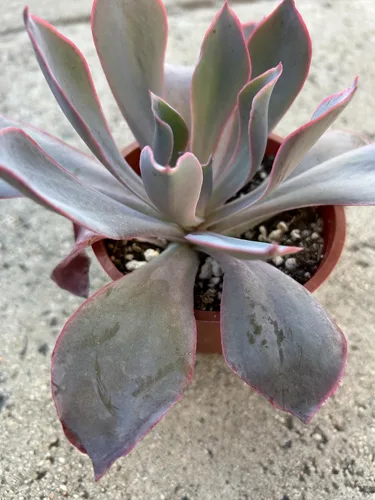 Live Echeveria Afterglow - Planta suculenta de 4 pulgadas, totalmente arraigada en el suelo, decoración de oficina en casa y exterior y planta de