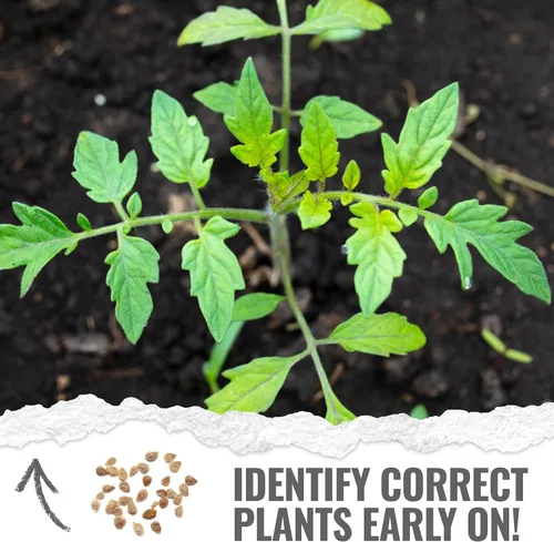 Miniatura 5 de Seed Needs Tiny Tim Semillas de tomate para plantar tomates cherry enanos, semillas de verduras sin OMG y sin tratar para plantar un huerto al aire