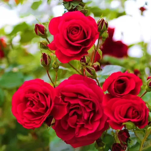 100 semillas de rosas rojas perennes hermosas semillas de flores florecientes para plantar