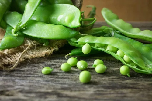 Miniatura 3 de Oregon Sugar Pod II - Semillas de guisante de nieve para plantar, más de 50 semillas tradicionales por paquete, semillas de jardín de Isla
