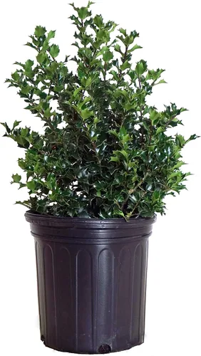 Miniatura 9 de Ganadores probados - Ilex x meserveae Castle Spire (Acebo) Evergreen, 3 - Contenedor