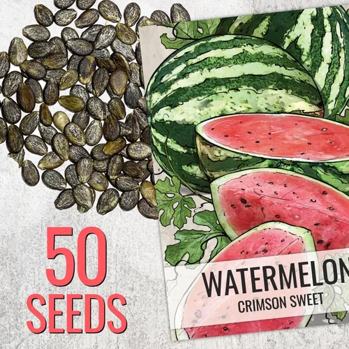 Miniatura 2 de Seed Needs Semillas de sandía para plantar sandías dulces carmesí, reliquia sin OMG y sin tratar, cultiva un jardín cultivado en casa al aire libre