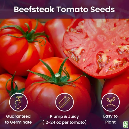 Miniatura 2 de Semillas de tomate Beefsteak para plantar, reliquia, grande y jugosa, uno de los tomates más deliciosos para el cultivo casero, semillas