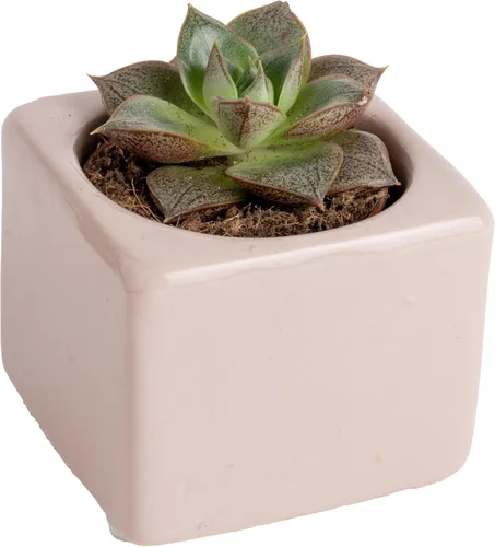 Miniatura 14 de Costa Farms Mini plantas suculentas vivas en macetas de plástico, suculentas de interior fáciles de mantener, plantas de interior para decoración