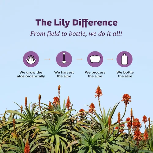 Miniatura 8 de Lily of the Desert Filete interior de aloe vera, 00032, 32 onza, Juice, 1, 1