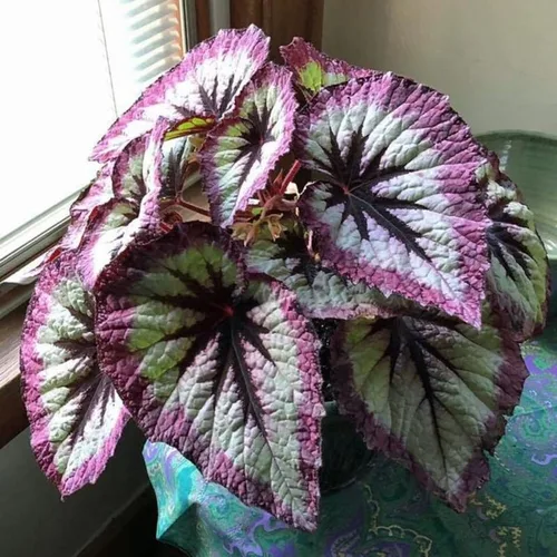 Miniatura 9 de Combo de 4 begonias plantas de interior vivas para interiores, planta viva de begonia maculata de ala de ángel, begonias de lunares para exteriores