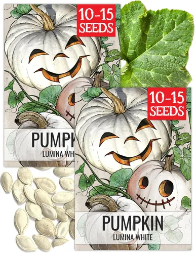 Miniatura 22 de Seed Needs, Jack O' Lantern - Semillas de calabaza – 25 semillas tradicionales para plantar Cucurbita Pepo – Sin OMG y sin tratar, ideal para tallar