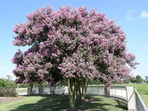 Miniatura 3 de Crape Myrtle Muskogee 10 plantas vivas Lagerstroemia Indica Hermoso árbol floreciente de lavanda de bajo mantenimiento