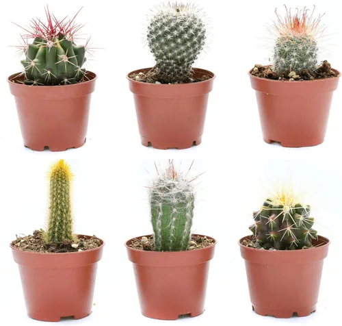 Plantas de cactus vivas – Pequeño surtido de plantas de cactus de 2 pulgadas – Plantas de cactus en maceta completamente enraizadas – Juego de
