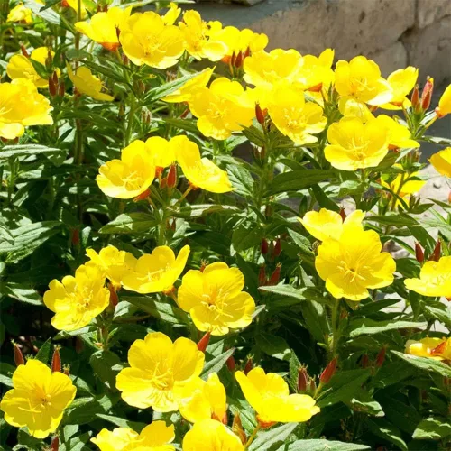 Miniatura 2 de 200 semillas de onagra común enana cubierta de suelo y césped, hermosa flor para maceta, jardín