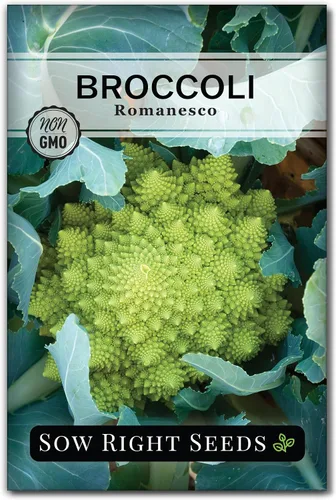 Sow Right Seeds - Semillas de brócoli Romanesco para plantar - Paquete de reliquia sin OMG con instrucciones para plantar un huerto doméstico al